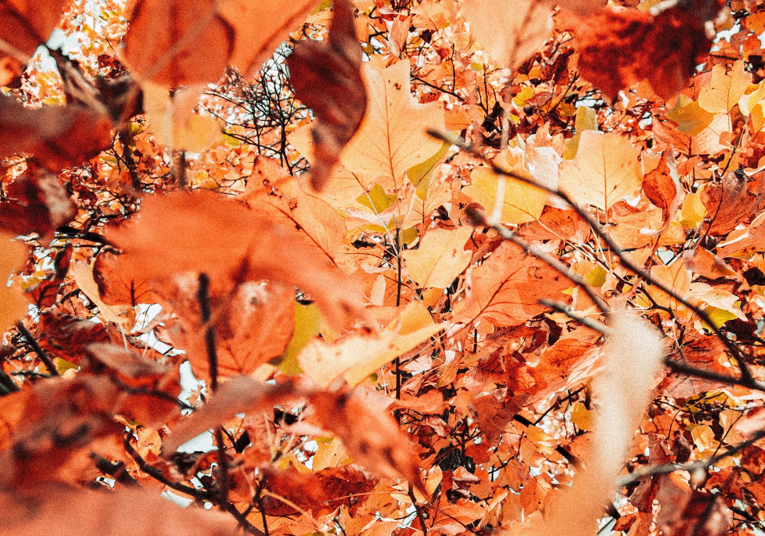 Guten Snacketit im Herbst